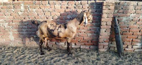 70 sirohi goat available — photo 4