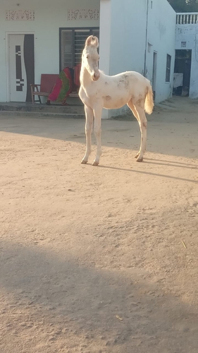 Marwari Horse — photo 2