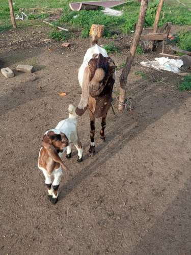 Totapuri Goat — photo 3
