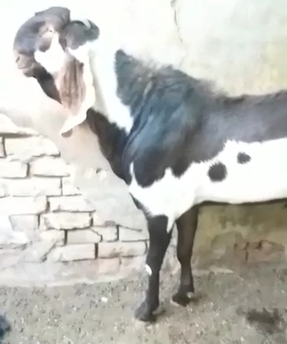Beetal Goat — photo 2