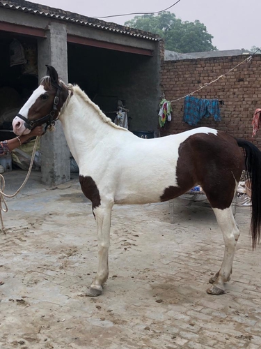 Marwari Horse — photo 3