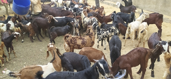 Cutting goat male female  — photo 2