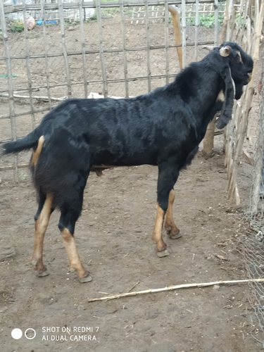 All Breed Goats Available — photo 5