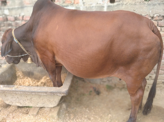 Cow — Sahival cross, Bihar, India