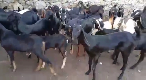 Live Stock Photos