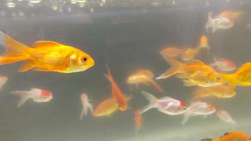 Gold Fish — photo 2