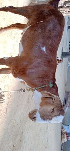 Barbari male goat — photo 3