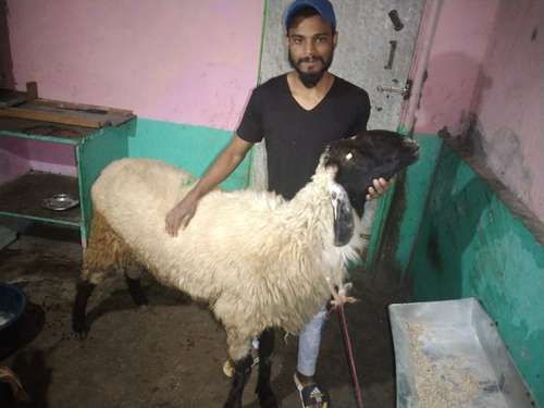 Sheep (bhed) — photo 2