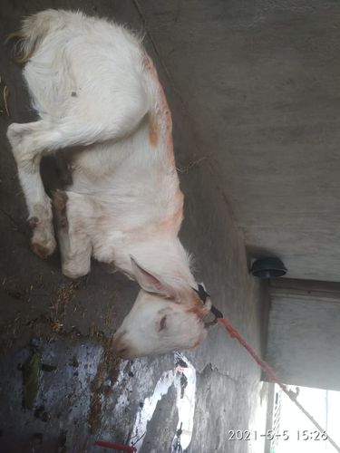 DESI BAKRA