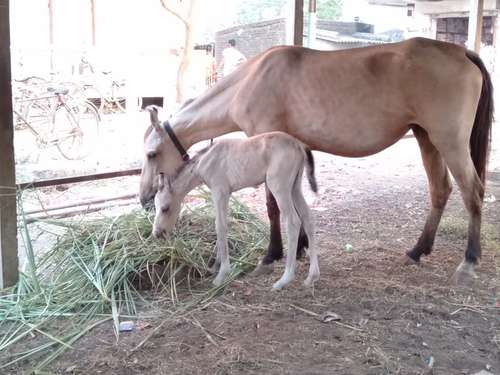 Sindhi Horse — photo 2