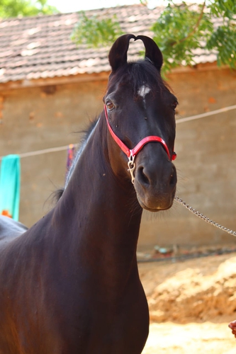 Marwari horse — photo 3