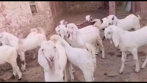 Sojat Goat — photo 6