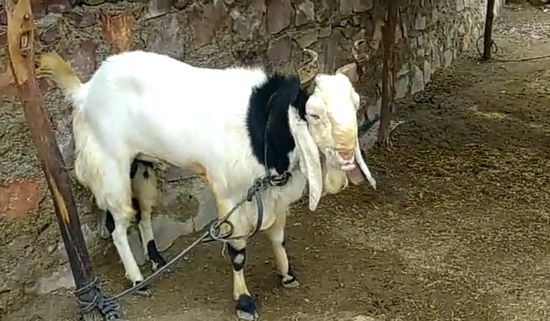 All goat breed available — photo 5