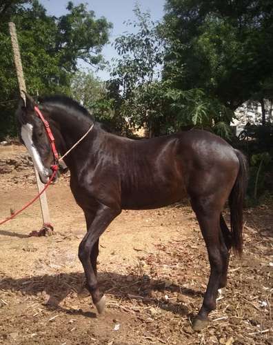Great Gambler Horse — photo 3