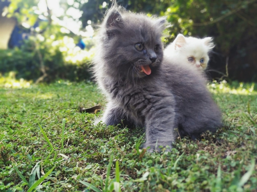 Russian blue Cat
