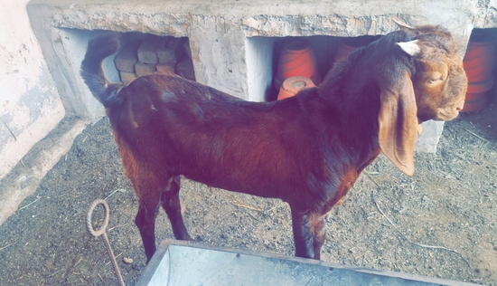 Antique Goat's  — photo 2