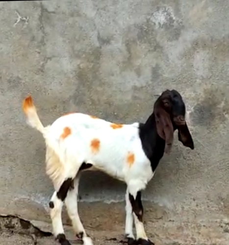 Desi Goat  — photo 3