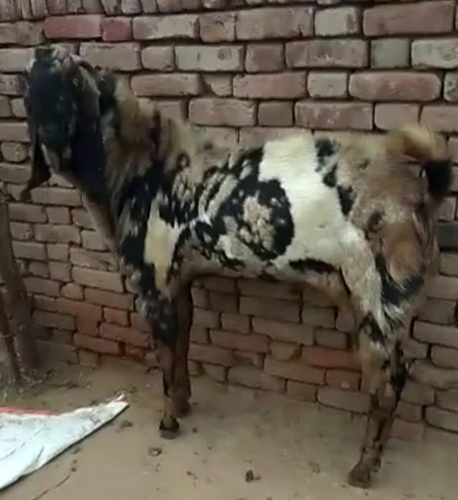 Beetal Goat — photo 4