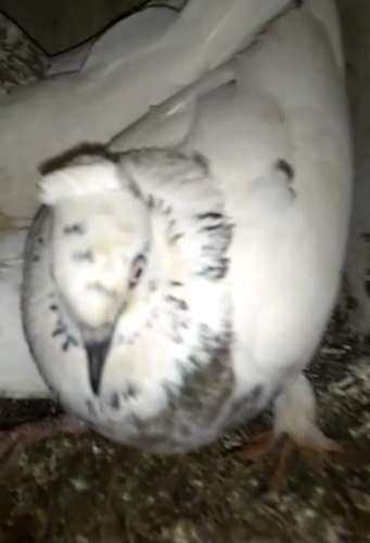 Pigeon — photo 4