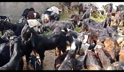 Cutting Goat — photo 2
