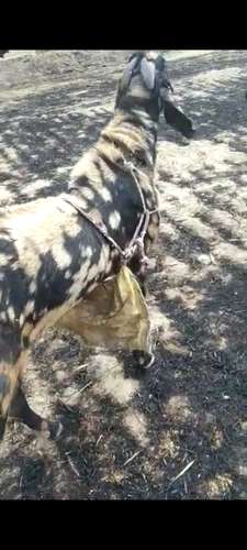 Beetal Goat  — photo 6