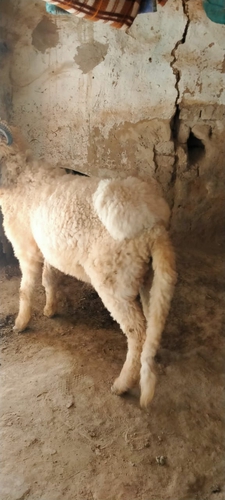 Sheep (bhed) — photo 3
