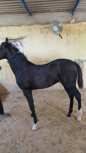 Marwadi horse