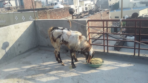 Hydrabadi Breedar for sale — photo 6