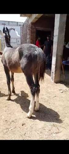 Marwadi Horse 🐎 — photo 2