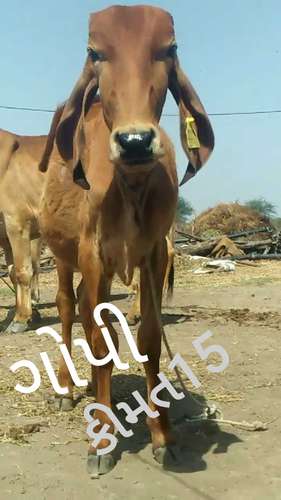 Bachda (Cow Baby) — photo 4