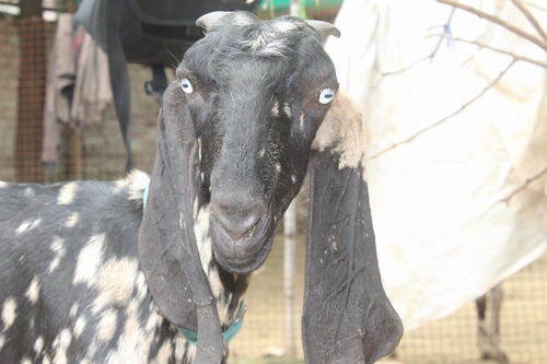 Beetal Pure Goat