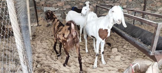 Shiroi,Sojat Goat  — photo 3
