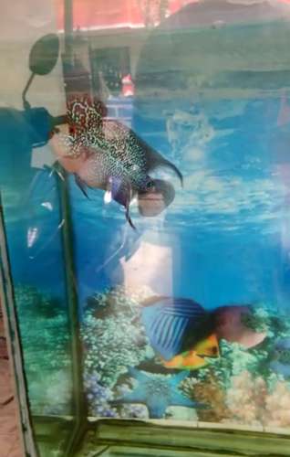 SRD Flowerhorn Fish