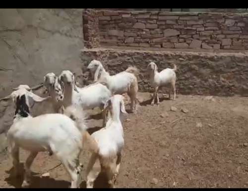 Sojat wait gulabi beker — photo 4