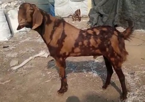 Sirohi Goat — photo 2