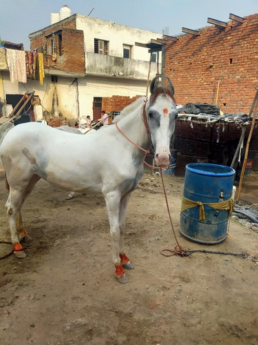 Marwari Horse