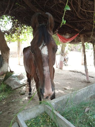 Sindhi Horse — photo 2
