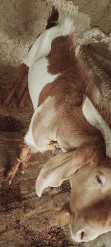 Bakra hai khassi nhi hai — photo 3