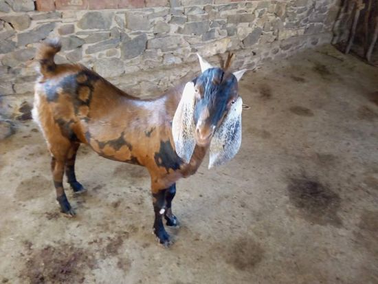 JMK Goat Farm Kishangarh Pvt Ltd — photo 5