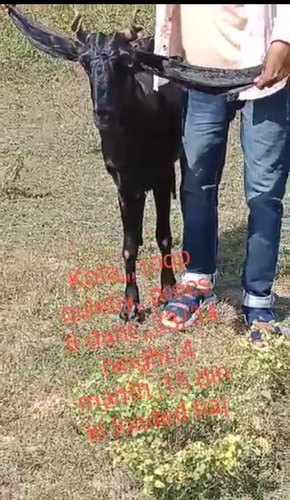 Kota Goat  — photo 4