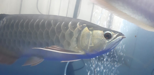 High Back Golden Arowana Fish