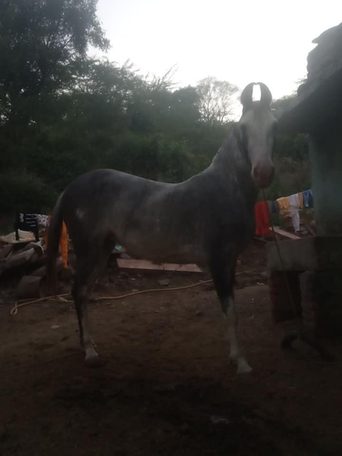 Good horse — photo 2
