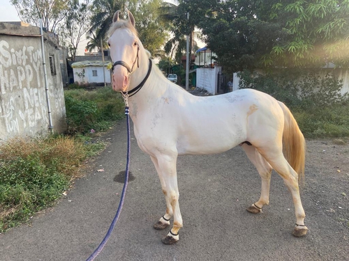 Marwari Horse — photo 2
