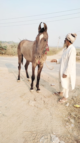 Marwari Horse