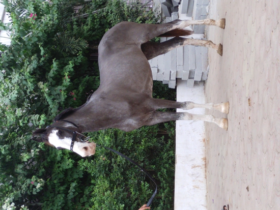 Marwadi horses for sale — photo 3
