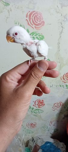Albino Red eyes — photo 2
