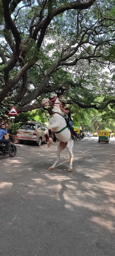 Marawadi horse — photo 4