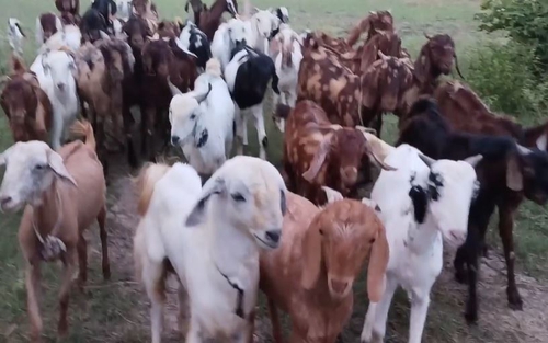 Haidrabadi goat — photo 2