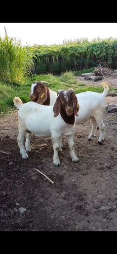 Boer Goat — photo 6