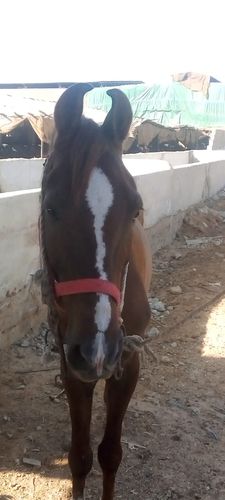 Sindhi Horse — photo 3
